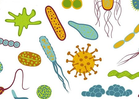 microbes